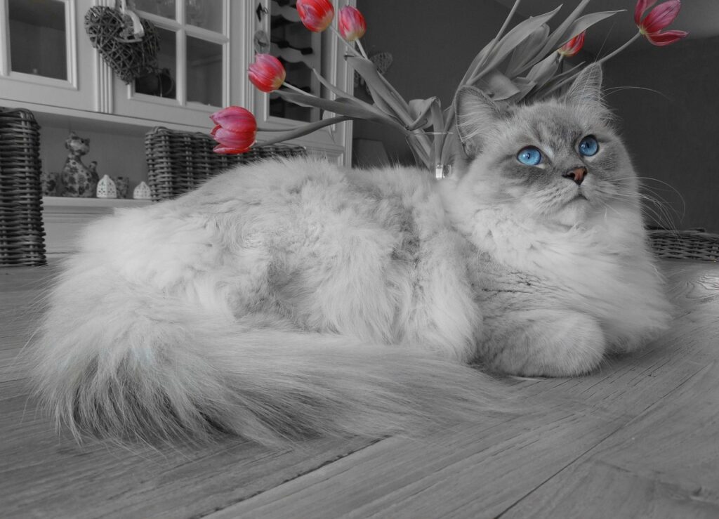 Blue Mitted Ragdoll Cat – Appearance, Personality, Price & Care Guide ...