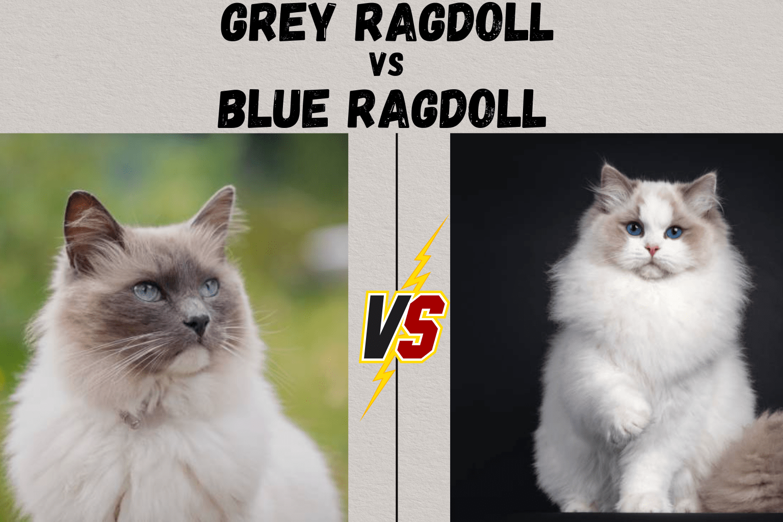 Grey Ragdoll Cat: Personality, Care and Complete Guide