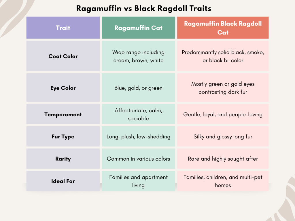 Ragamuffin Black Ragdoll Cat: Traits, Care & Full Guide