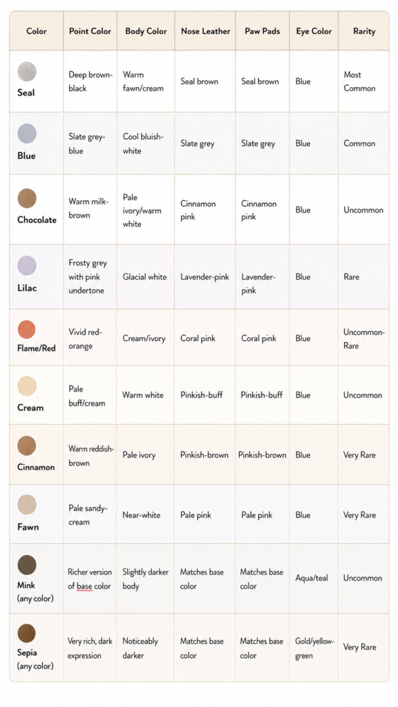 化粧下地 ragdoll Ragdoll Cat Colors: Complete Identification Guide 2026